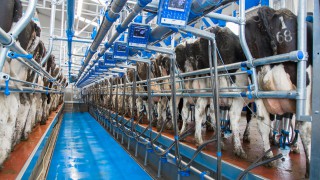 Selective dry cow therapy proving beneficial – AFBI