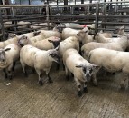 UK sheepmeat exports down 23% for May