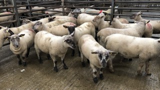 UK sheepmeat exports down 23% for May