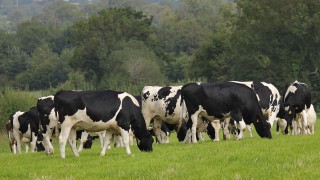 Could contract rearing be used to control Johne’s disease?