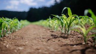 ‘Urgent need to make agri-food systems appealing to young people’ – UN report