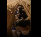 Animal rights activists occupy chicken shed in Armagh over animal welfare dispute