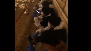 Animal rights activists occupy chicken shed in Armagh over animal welfare dispute