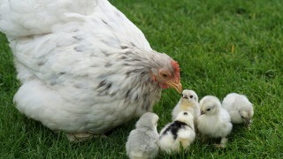 France to ban the crushing and gassing of male chicks from 2022
