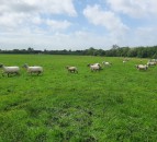 Wet spring reduces nematodirus threat to 2024-born lambs - SCOPS