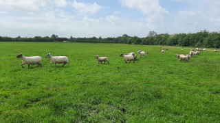 Northern Ireland witnesses a decline in sheepmeat production