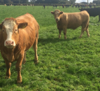 New post-mortem TB test will identify infection quicker