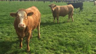 New post-mortem TB test will identify infection quicker