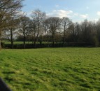 Prison sentences and fines to combat illegal tree felling introduced