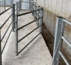 NI’s new bovine TB strategy: What does it mean for farmers and what are the next steps?