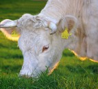 UFU tells Ag Committee Climate Change Bill 1 would be ‘more detrimental than any trade deal’