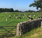 100-year-old family farm hosts Holstein Premier Herd Open Day
