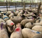 Northern sheep trade: Lamb prices continue to come under pressure