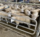 Significant lamb price drop in NI is ‘very unreasonable’ – UFU