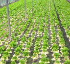 Ag-tech experts and growers to create prototype robotic lettuce harvester