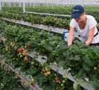 First commercial volumes of vertically-grown strawberries set to hit the shelves in Tesco