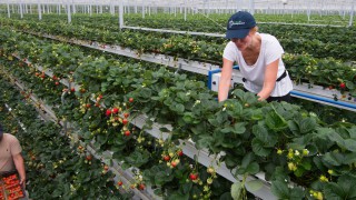 First commercial volumes of vertically-grown strawberries set to hit the shelves in Tesco