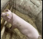 Info sought following road collision involving pig