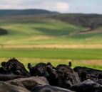 Bold plans laid out to eradicate BVD and sheep scab by 2031