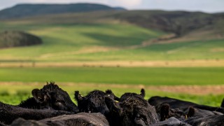 Bold plans laid out to eradicate BVD and sheep scab by 2031