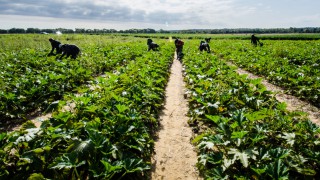 Report calls for action on ongoing agri-workforce shortages