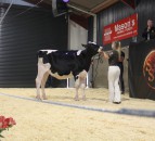 Sizzling top price of 14,000gns at Summer Sizzler