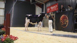 Sizzling top price of 14,000gns at Summer Sizzler
