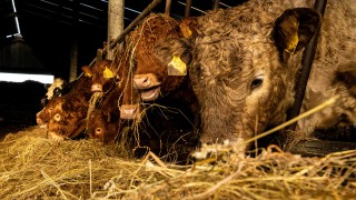 Field trials for TB vaccine and skin test kickstarted in England