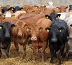 UK beef trade continues to improve despite Irish trend