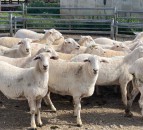 26 Australian White commercial ewes sell for ‘record price’ of almost £640/head