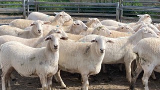 26 Australian White commercial ewes sell for ‘record price’ of almost £640/head