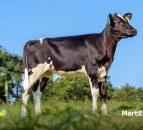 Video: 3-month old Holstein heifer sells for over £42,000