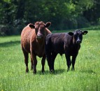 Welsh health project sees improved herd fertility