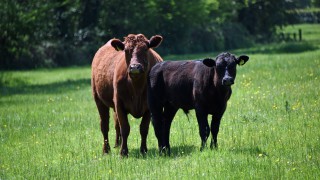 BVA’s Animal Welfare Foundation set for June