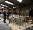 53% increase in number of performance-recorded rams sold