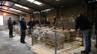 53% increase in number of performance-recorded rams sold
