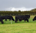 New project to research benefits of mob grazing