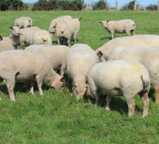 Iskeymeadow ram lamb sells for 3,400gns at Charollais sale