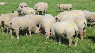 Iskeymeadow ram lamb sells for 3,400gns at Charollais sale