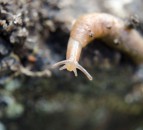 Room for improvement in slug control strategies