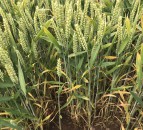 Rothamsted gets ‘green light’ for genome-edited wheat