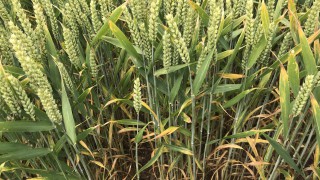 Rothamsted gets ‘green light’ for genome-edited wheat