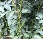 Year one of protein crop trial heavily subscribed in Northern Ireland