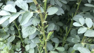 Year one of protein crop trial heavily subscribed in Northern Ireland