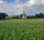 NI farm walk to explore potential of multi-species swards for beef and sheep