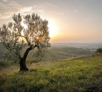 ‘Transparency’ needed when it comes to ‘net zero’ and ‘carbon neutral’ claims
