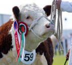 Livestock judges announced for 2021 Balmoral Show