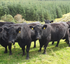 Opinion: EID tagging of cattle is the future, north and south of the border