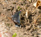 Farmers urged to watch for slug attacks after wet weather