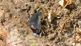 Farmers urged to watch for slug attacks after wet weather